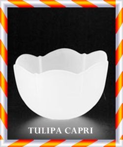 TULIPA CAPRI